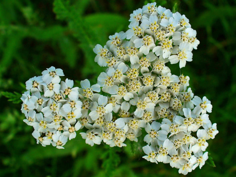 Common yarrow - Achillea millefolium