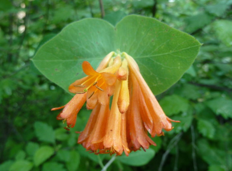 Orange honeysuckle