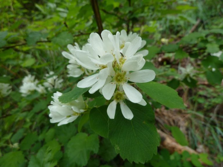 Serviceberry - Amelanclier alnifolia