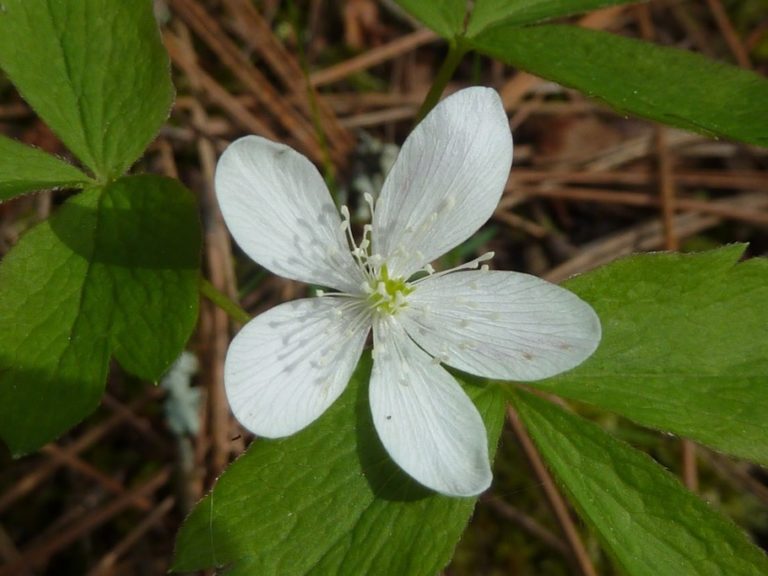 Oregon anemone - Anemone oregana